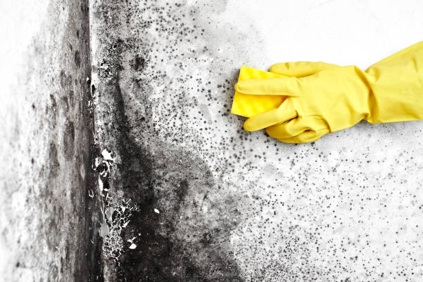 Best Crawl Space Mold Removal  in Boonton, NJ