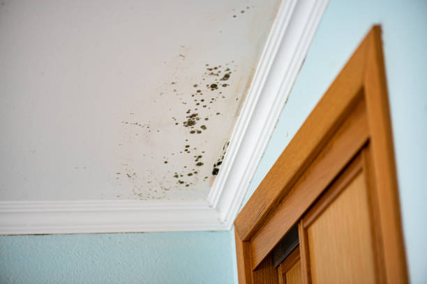 Best Certified Mold Removal  in Boonton, NJ
