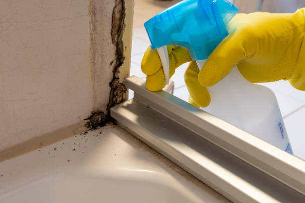 Best Black Mold Removal  in Boonton, NJ
