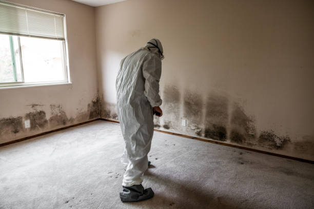 Best Local Mold Removal Service  in Boonton, NJ