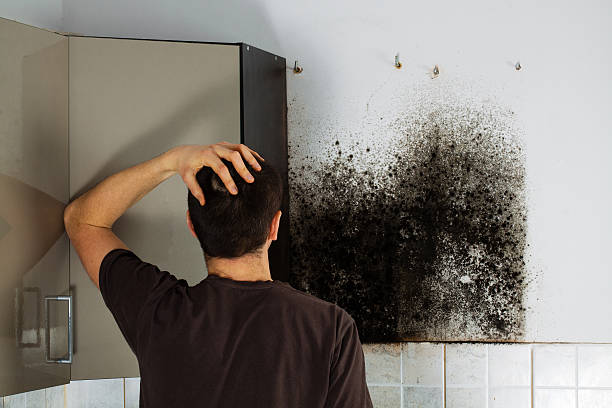 Mold Removal Process in Boonton, NJ