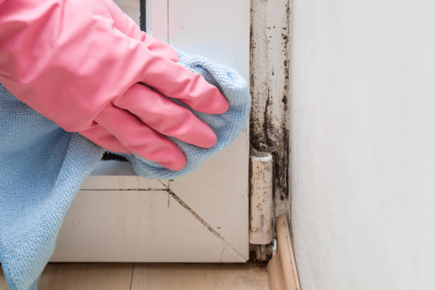 Reliable Boonton, NJ Mold Removal Solutions