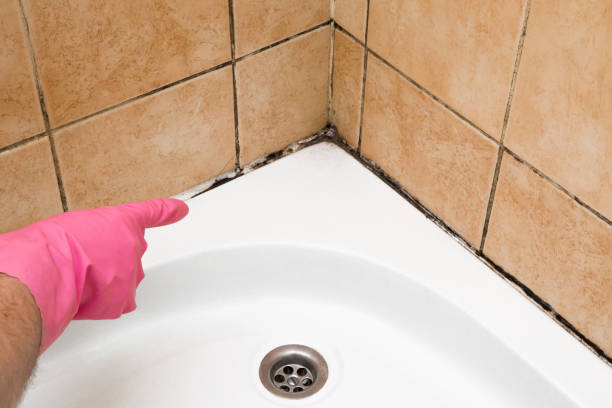 Trusted Boonton, NJ Mold Removal Experts